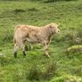 Charolais bull Image 6