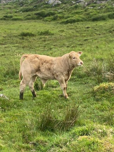 Charolais bull