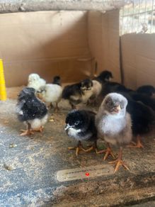 Easter Egger Chicks, day olds