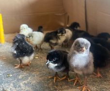 Easter Egger Chicks, day olds