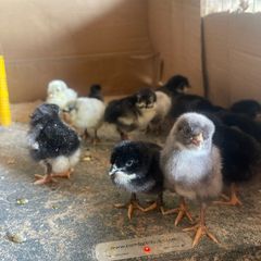 Easter Egger Chicks, day olds