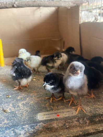Easter Egger Chicks, day olds
