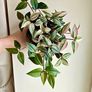 Tradescantia Tricolour large plant Image 2