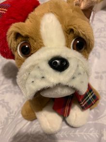 Bulldog Teddy