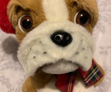 Bulldog Teddy