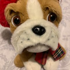 Bulldog Teddy