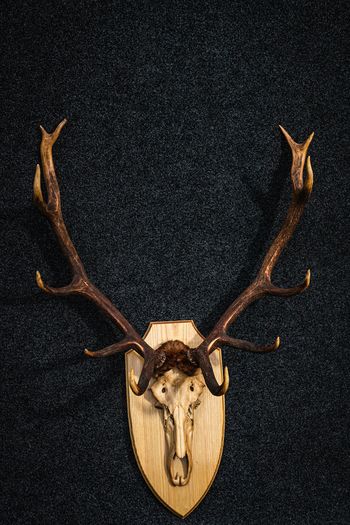 Antlers