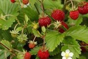 (A) Everbearing Alpine Strawberry Erna seeds 0.05g (220342)