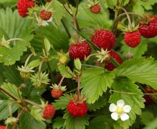 (A) Everbearing Alpine Strawberry Erna seeds 0.05g (220342)