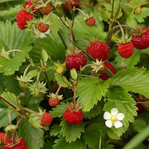 (A) Everbearing Alpine Strawberry Erna seeds 0.05g (220342)