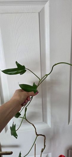Plants set
