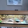 Wooden vivarium Image 3