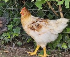 3 month old RIR hybrid rosters for sale