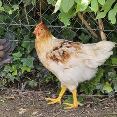 3 month old RIR hybrid rosters for sale