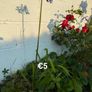 outdoor plant Image 2