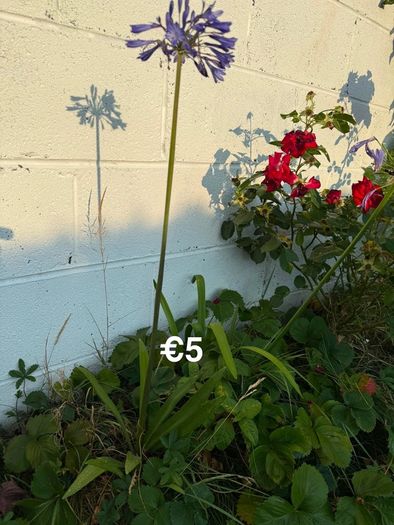 outdoor plant