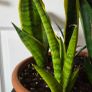 Sansevieria Set Image 2