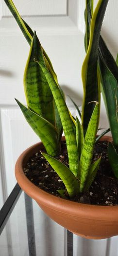 Sansevieria Set