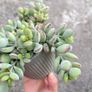 plant Image 3