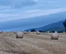 Straw for sale