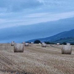 Straw for sale