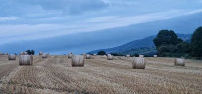 Straw for sale