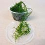 Aquaristc mosses Image 4