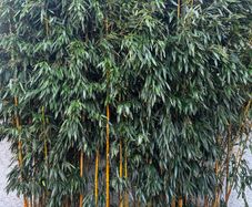 Gold Bamboo small plants