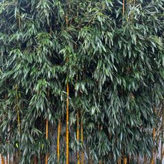 Gold Bamboo small plants