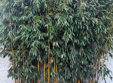Gold Bamboo small plants