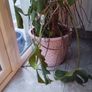 large monstera (swiss cheese plant) Image 3
