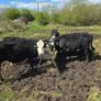 7 Hereford Yearlings Image 2