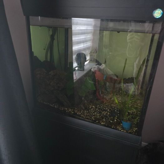 200l fish tank