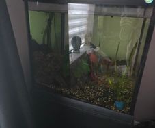 200l fish tank