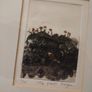Black Church Print Studio 'Little Plants' 1/10 Image 5