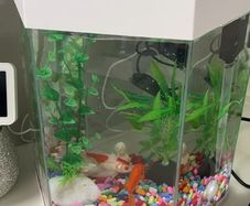 Fish tank