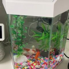 Fish tank