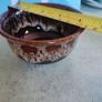 Kernewek Pottery Dark Brown Honeycomb Drip Glaze Small Bowl, Sugar Bowl Handmade Studio Pottery Cornish Ware (Fosters) Pottery Image 2