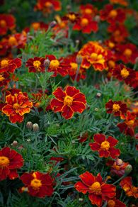 (M) French Marigold Favourite seeds 0.5g (415748)
