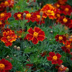(M) French Marigold Favourite seeds 0.5g (415748)