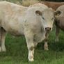 Bullocks Image 9