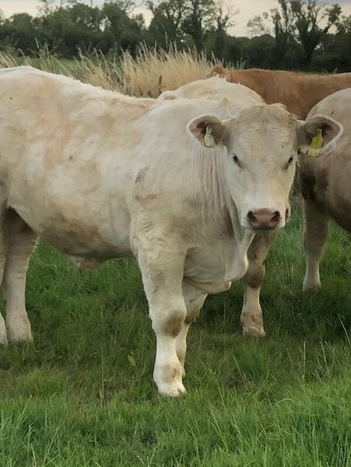 Bullocks