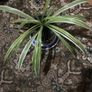 Spider Plant Image 3