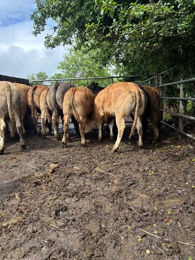 Cattle