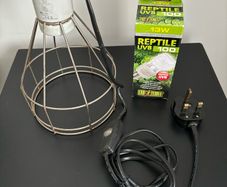 reptile