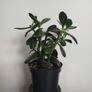 plant Image 4
