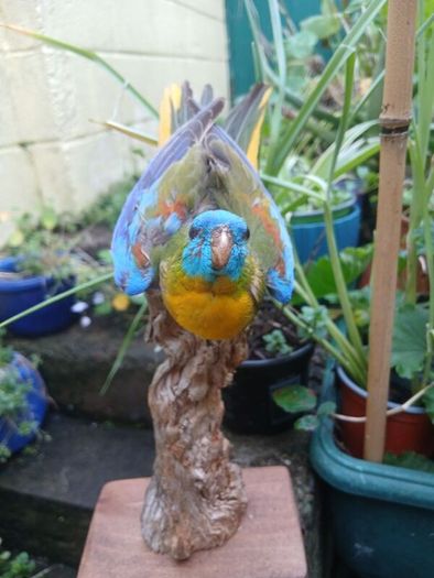 taxidermy