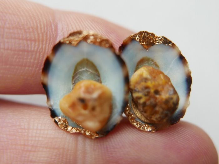 Handmade Seashell Stud Earrings
