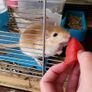 Gerbils Image 7