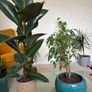 plant Image 6